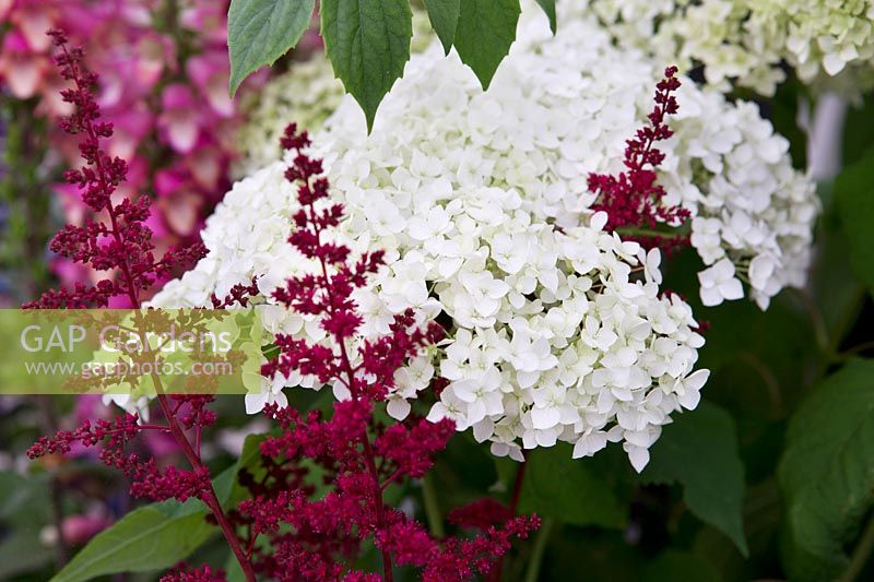 Hydrangea arborescens 'Annabel' with Astilbe 'Fanal'
