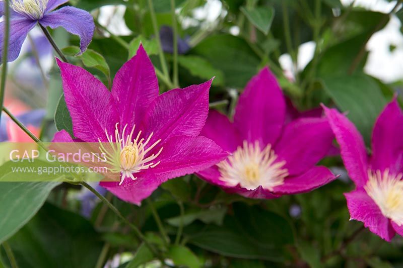 Clematis 'Freedom'