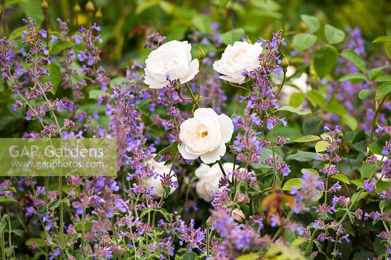 Rosa 'Desdemona' and Nepeta 'Six Hills Giant'. Romance in the Ruins Garden - BBC Gardeners World Live Flower Show 2017