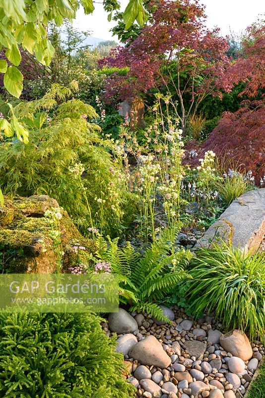 Japanese style garden with Acer palmatum underplanted with Hakonechloa macra, Aquilegia stellata 'Nora Barlow', ferns and Cryptomeria japonica 'Globosa Nana' - 'At One With...A Meditation Garden' - Howle Hill Nursery, RHS Malvern Spring Festival 2017 