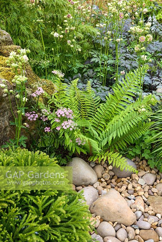Japanese style garden with Aquilegia stellata 'Nora Barlow' and Cryptomeria japonica 'Globosa Nana' - 'At One With...A Meditation Garden' - Howle Hill Nursery, RHS Malvern Spring Festival 2017