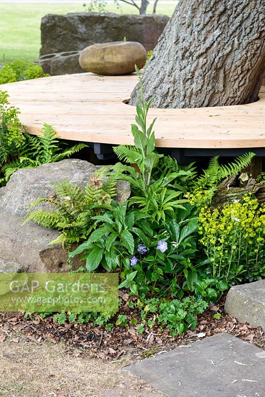 Victorian-style stumpery with wooden platform around tree and planting of Euphorbia, geranium, Vinca and ferns - Treehouse Garden - RHS Malvern Spring Festival 2017