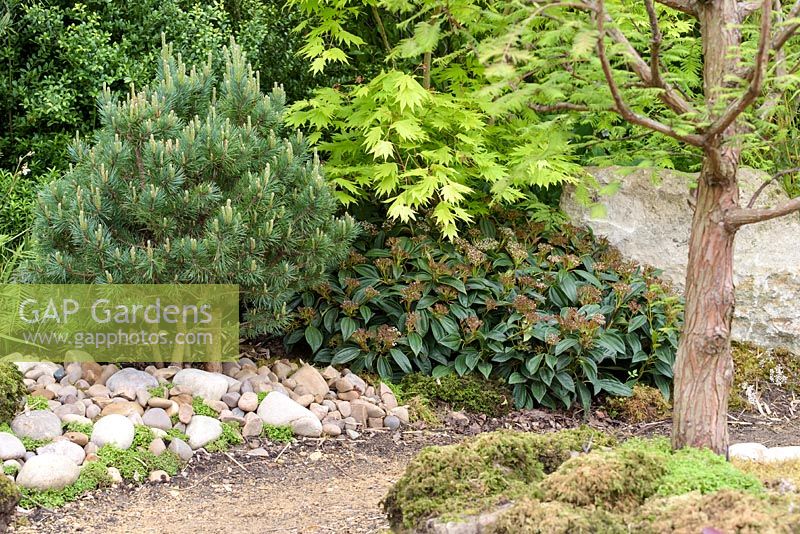 Japanese style garden with Acer palmatum, Pinus sylvestris 'Nana' and Viburmum davidii - 'At One With...A Meditation Garden' - Howle Hill Nursery, RHS Malvern Spring Festival 2017 