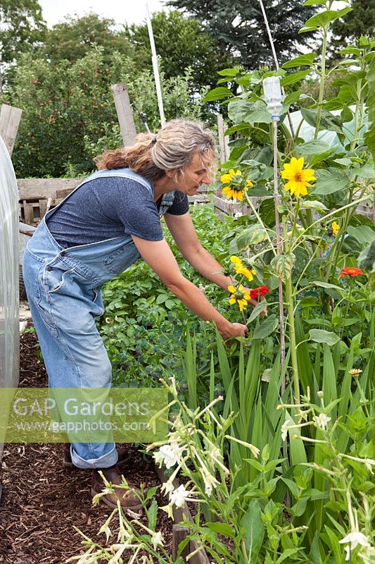 Wendy Gordon tending plants in raised bed
