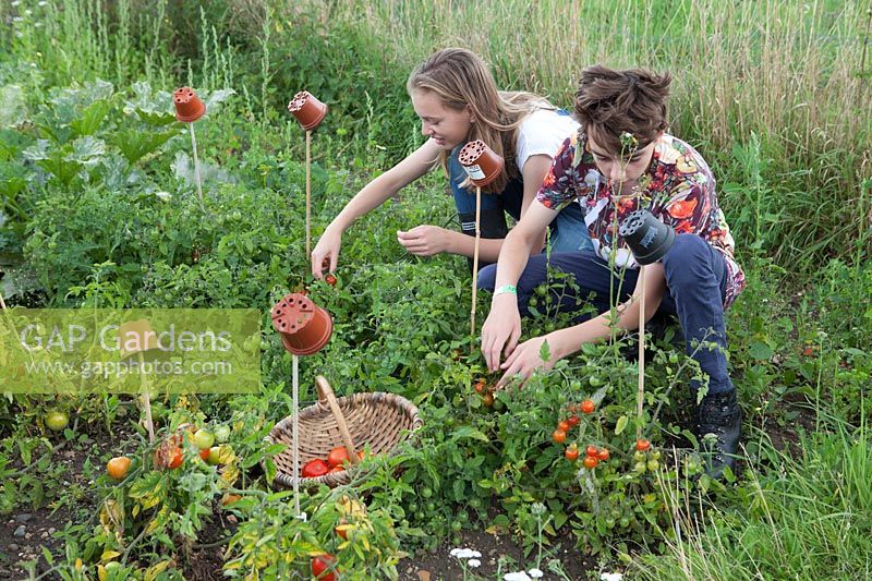 Children picking cherry tomatoes on allotment, canes protected with flower pots as safety measure to avoid eye damage