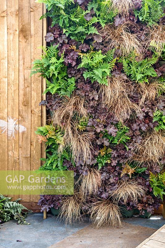Close-up of living wall with dark leaved Heuchera, ferns and Carex with wooden border - BBC Gardener's World Live, Birmingham 2017 -  Living Gardens 'Its Not Just About The Beardâ€¦' Garden - Designer : Peter Cowell and Monty Richardson