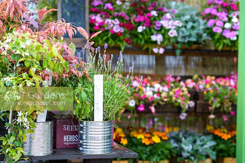 Stalls with plants at vintage village shop - BBC Gardener's World Live, Birmingham 2017 - The MS Society 'A Journey to Hope' Garden - Designer Derby College, Mike Baldwin - Gold