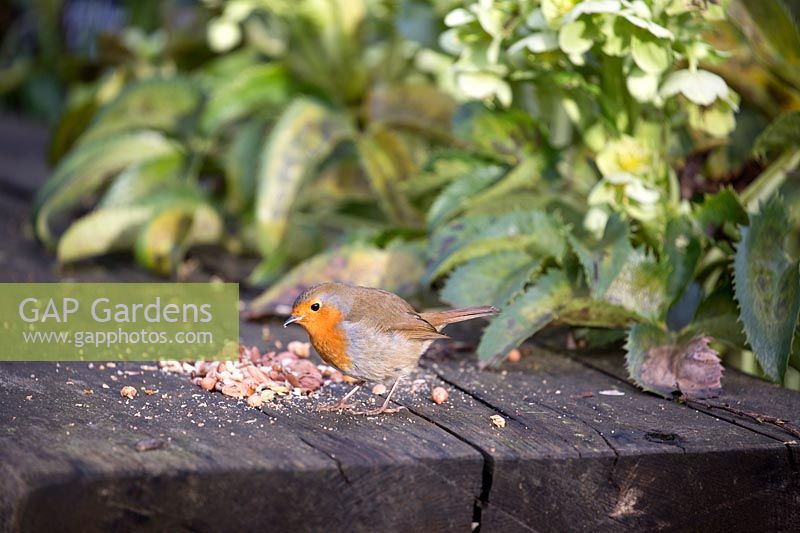 Robin feeding on crushed peanuts