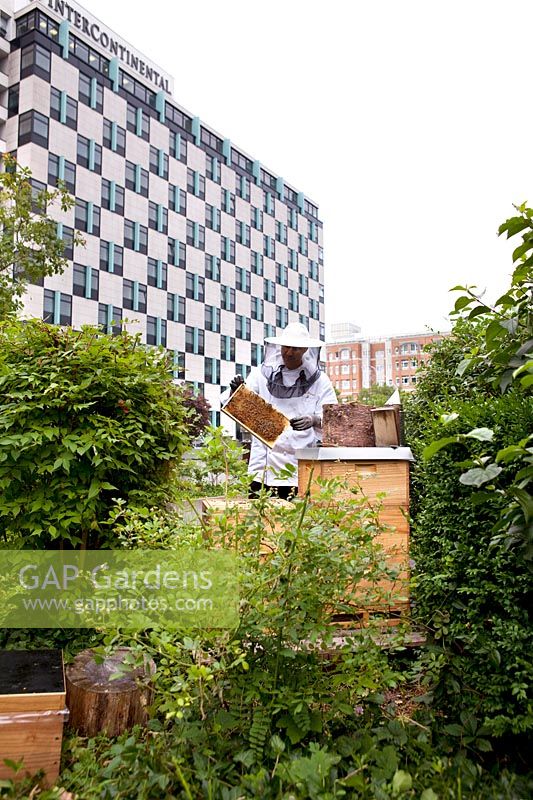 Urban beekeeping in Berlin