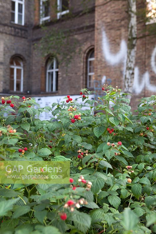 Rubus idaeus - Raspberries in inner city community garden