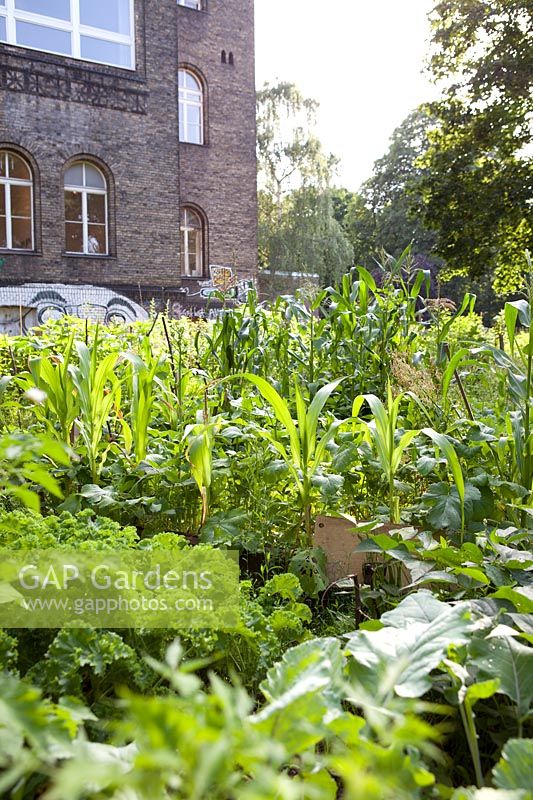 Inner city community garden with sweetcorn and kale
