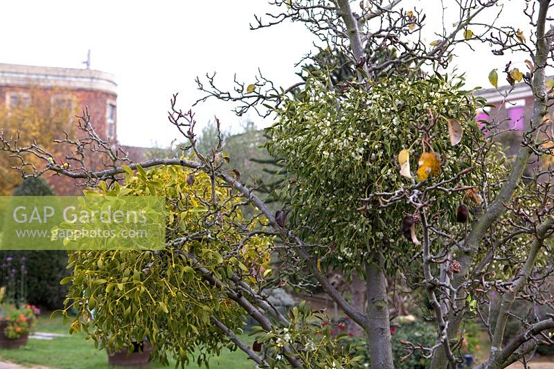 Mistletoe growing on fruit tree, Viscum album in community garden
