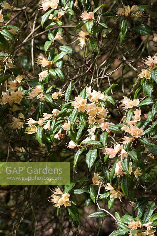 Rhododendron 'Caerhays Crossbill'  - spinuliferum x lutescens - Caerhays hybrid
