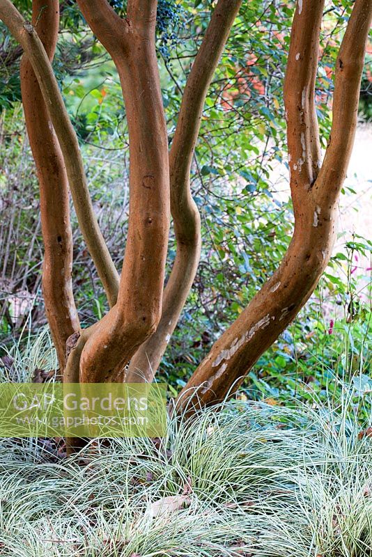 Bark of Luma apiculata - Chilean myrtle