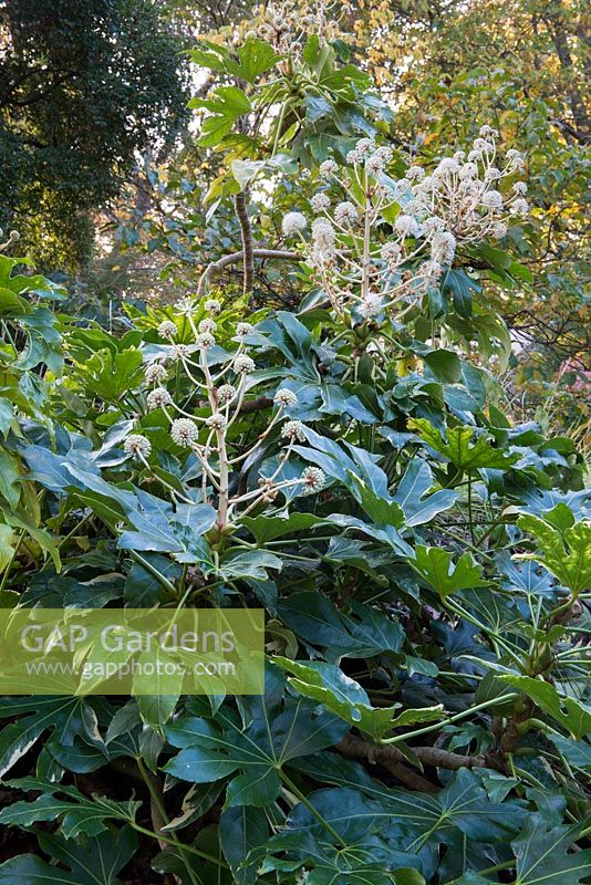 Fatsia japonica - Paperplant or Japanese aralia
