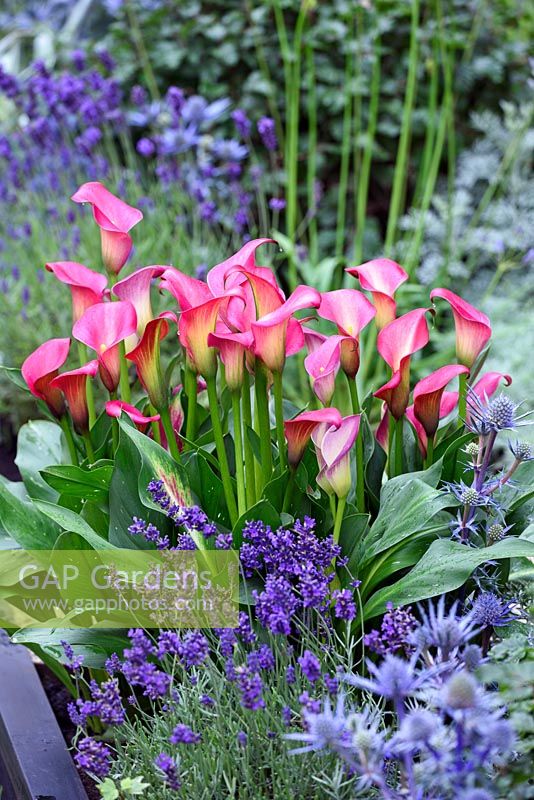 Zantedeschia 'Pink Puppy' in raised bed with Lavendula and Eryngium