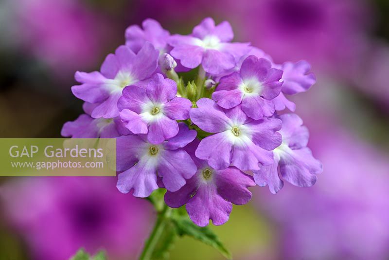 Verbena tiara  'Romantic Lavender'