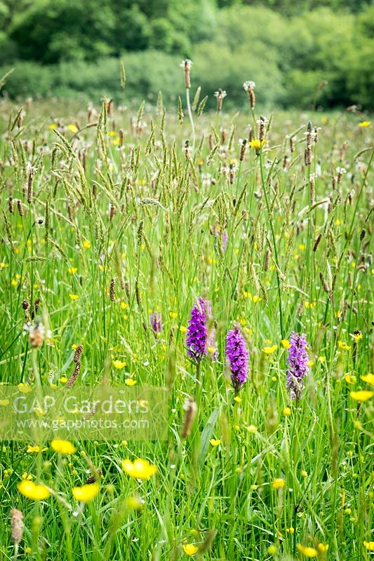 Dactylorhiza praetermissa - Southern Marsh-orchid and Ribwort Plantain in Wildflower meadow, 'Andrew's Wood, South Devon, UK