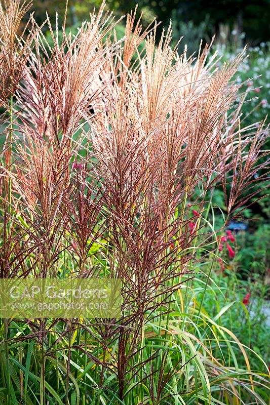 Miscanthus sinensis 'Rotsilber'- Chinese Silver Grass