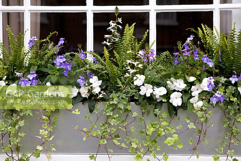 Metal windowbox with impatiens, lobelia, ivy and fern