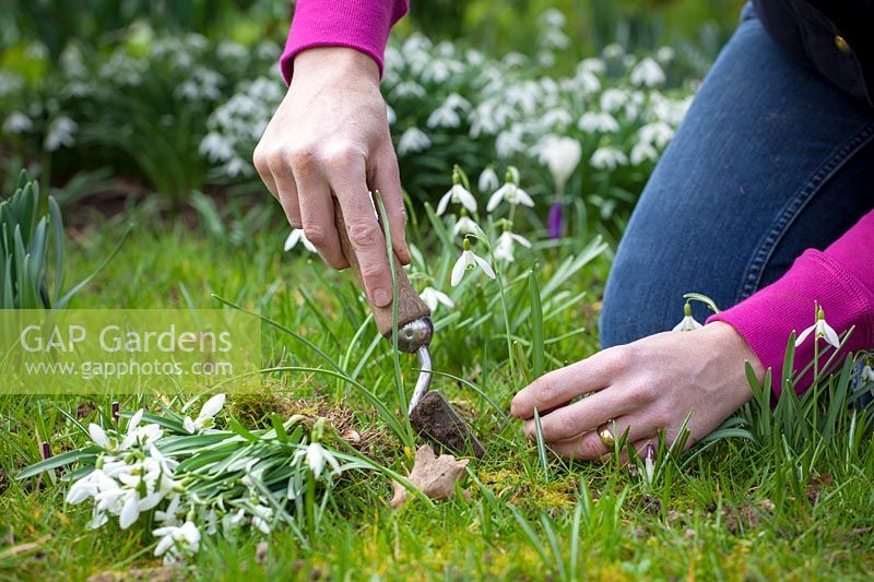 Dividing and re-planting Galanthus nivalis - Snowdrops, March