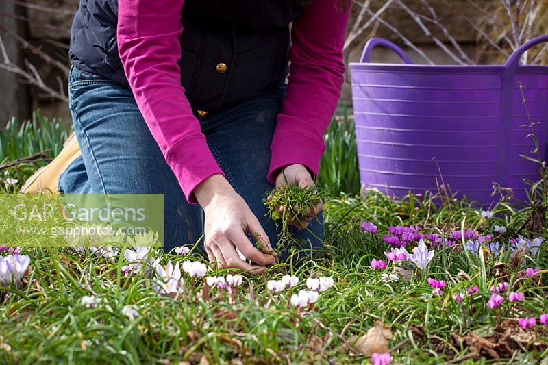 Hand weeding a Cyclamen border in early spring, March
