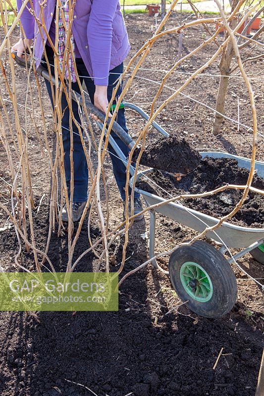 Mulching raspberry canes with compost in spring, March