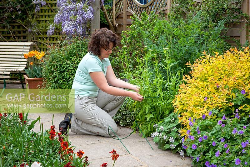 Staking perennials in a border with plastic covered metal hoops, May
