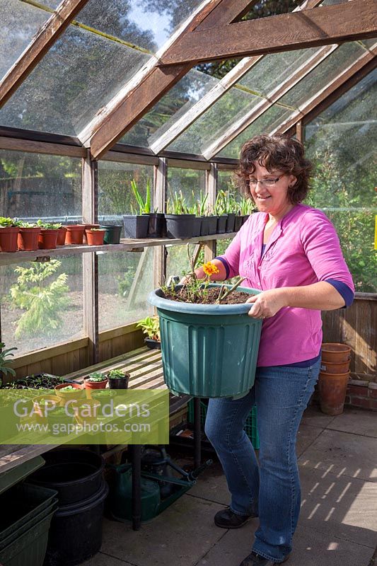 Tidying a greenhouse before winter, September