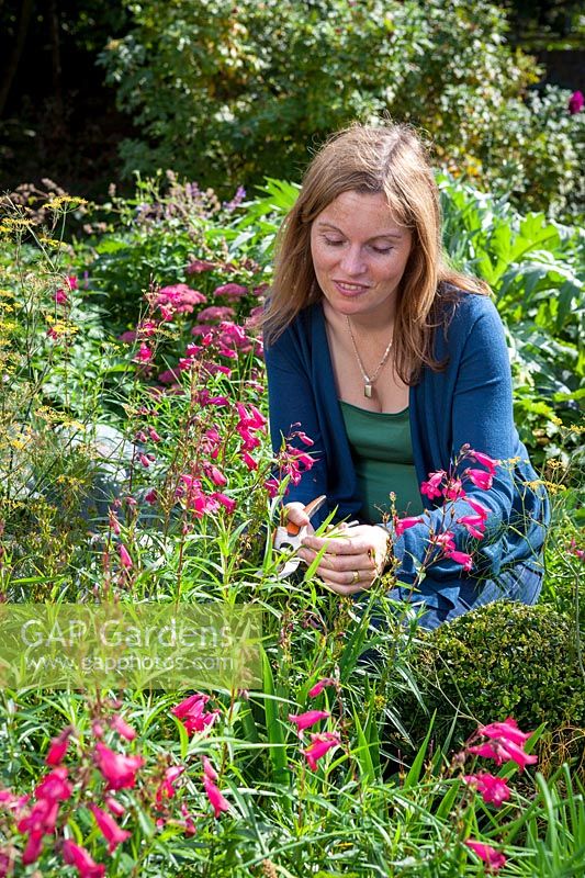 Collecting suitable cuttings material from tender perennials - Penstemon, September