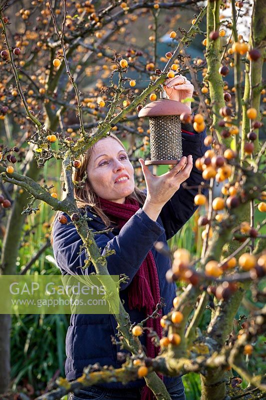 Hanging a bird feeder in Malus x zumi 'Golden Hornet'- Crab apple tree, November