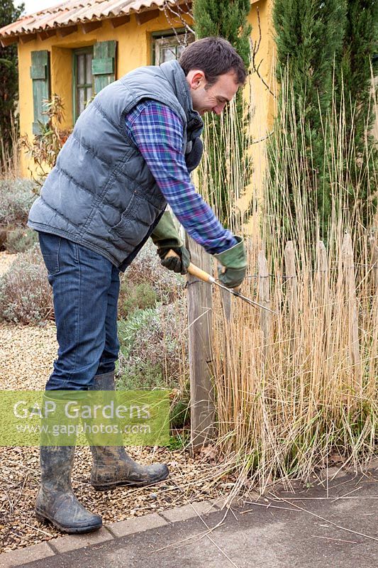 Cutting back Calamagrostis - Ornamental grasses with shears, February