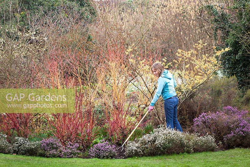 Hoeing a winter border with mixed Cornus and Heathers, February