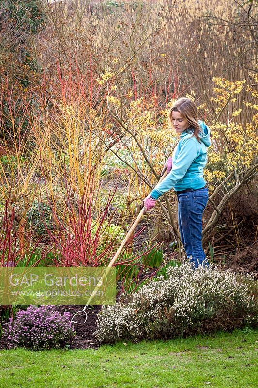 Hoeing in a winter border with mixed cornus and heathers