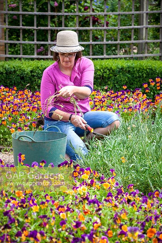 Removing spring bedding - Wallflowers after they have finished flowering.