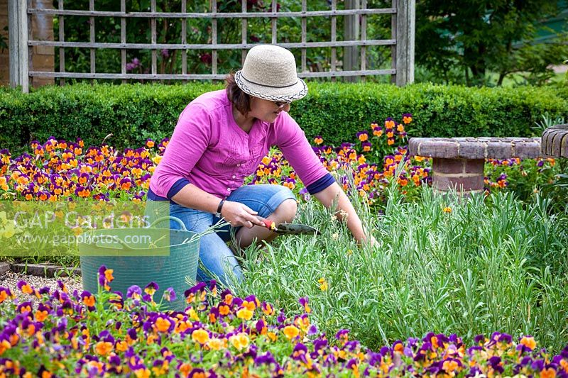 Removing spring bedding Wallflowers after they have finished flowering