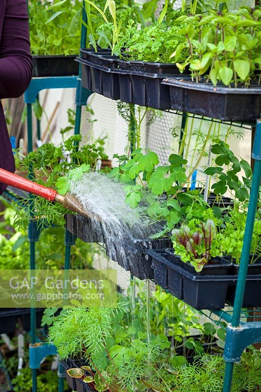 Watering racks of plants in a greenhouse, May