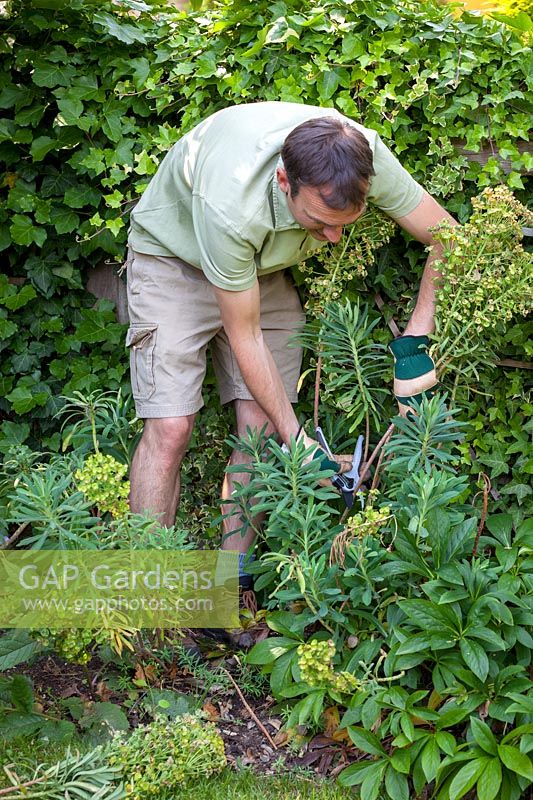 Deadheading Euphorbia in summer after flowering, wearing gloves to protect from sap, June