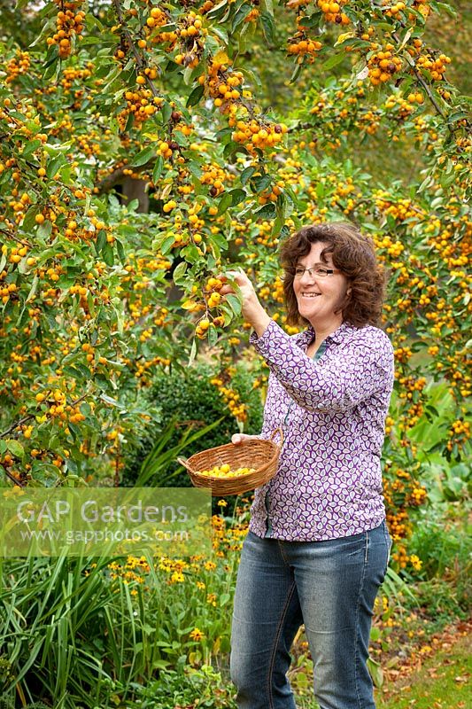 Harvesting crab apples from Malus x zumi 'Golden Hornet' into a basket, October