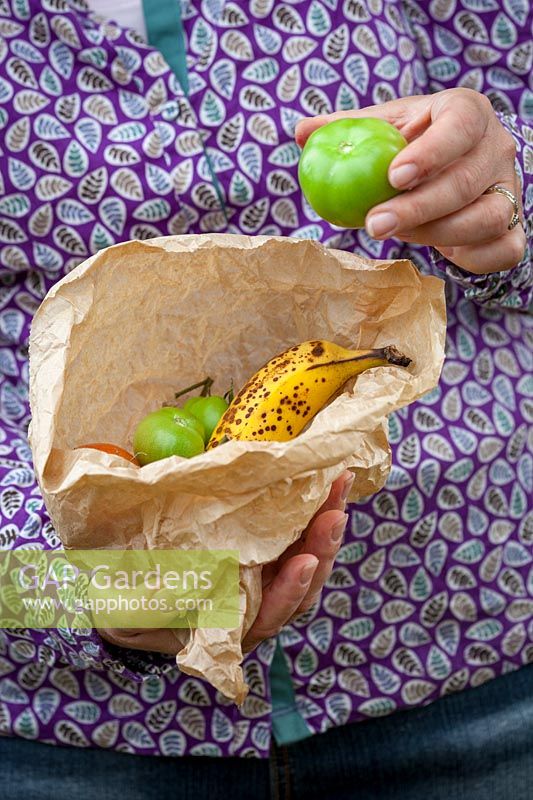 Putting unripe tomatoes into paper bag with a banana to encourage ripening, October
