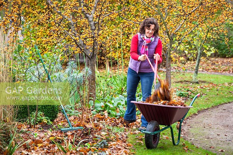 Clearing autumn leaves from a flower bed