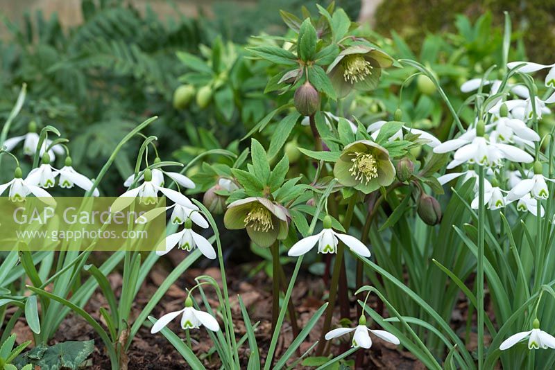 Galanthus 'Magnet growing with ferns and Hellebores. February.