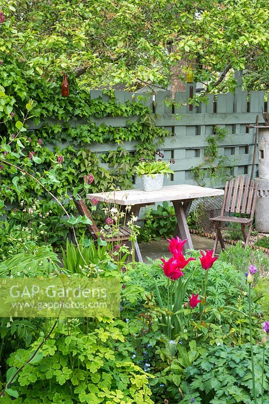 Small town garden in spring. Rustic table with Auriculas in container, lily flowered Tulips. painted fence. April.