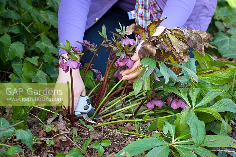 Cutting back old hellebore foliage in early spring to reveal flowers, March