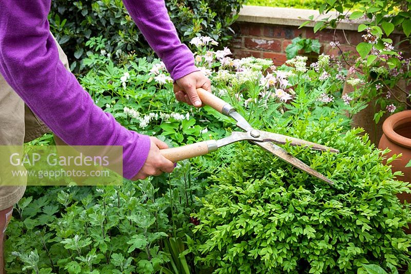 Clipping topiary Box ball with hand shears. Buxus sempervivens