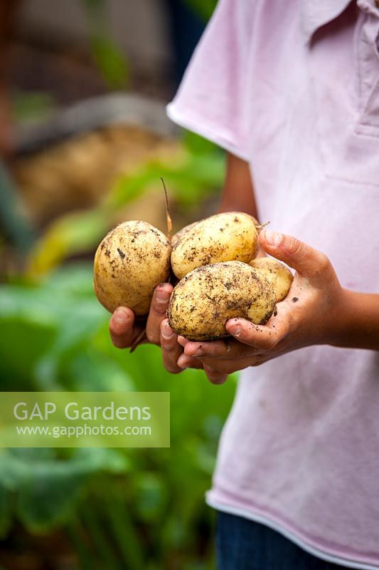 A child holding a handful of harvested Potatoes