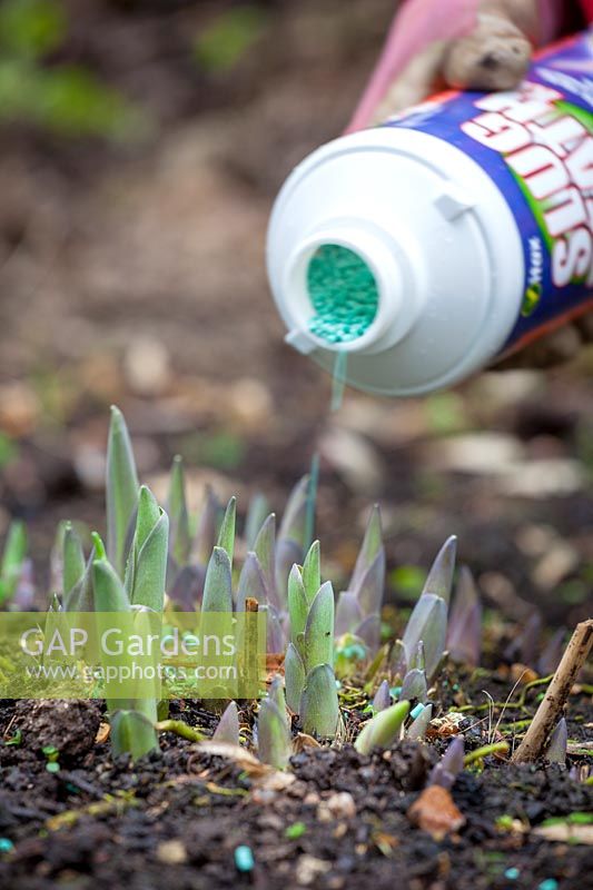 Protecting emerging shoots of hostas from slugs and snails with organic slug pellets, March