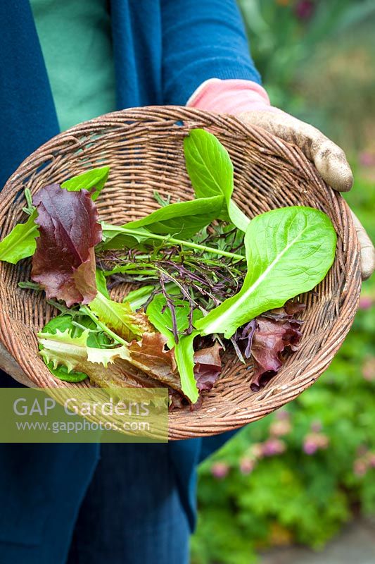 Basket of freshly harvested salad leaves. April