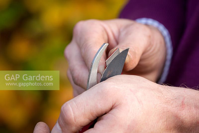 Sharpening secateur blades with a sharpening stone, November