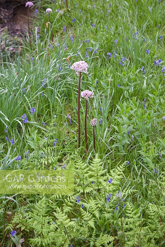 Tall stems of Primula denticulata stand out amongst ferns and English bluebells, Scilla non-scripta or Hyacinthoides non-scripta, in High Beeches Garden.